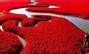 Red-Beach-China-Natures-Mesmerising-Beauty