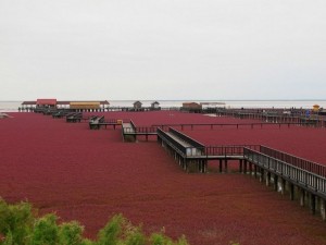 panjin-red-beach-72