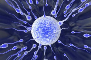 embryo_ivf_02