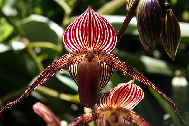 Gold-of-Kinabalu-Orchid