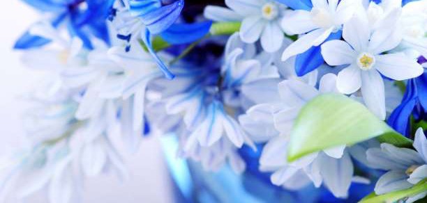 White-Blue-Flowers-flowers-33698267-1440-900-612x292