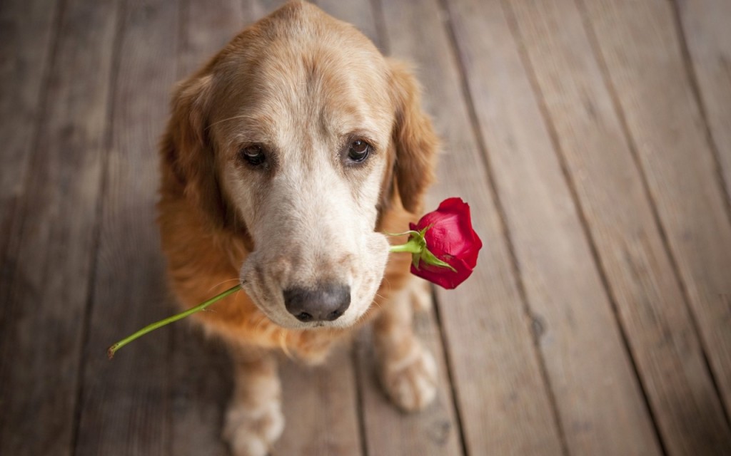 dog-carrying-a-rose-love-puppy-pet-wide-1280x800