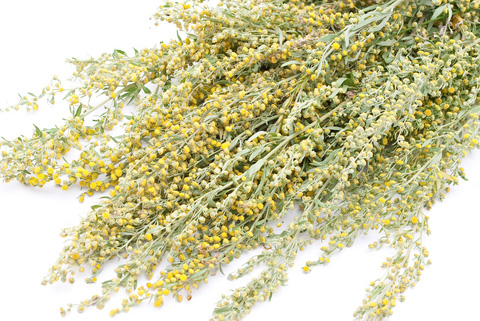 Wormwood-Artemisia-Absinthium-tot