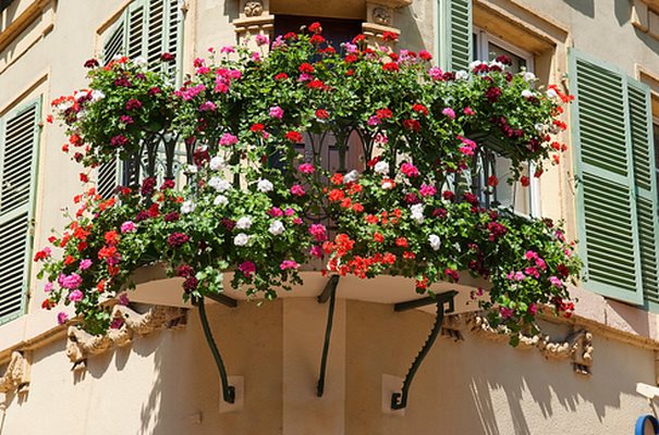 Colmar-3