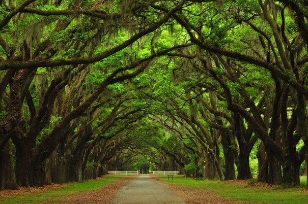 Savannah-1