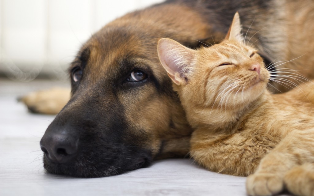 close up, cat and dog together lying on the floor