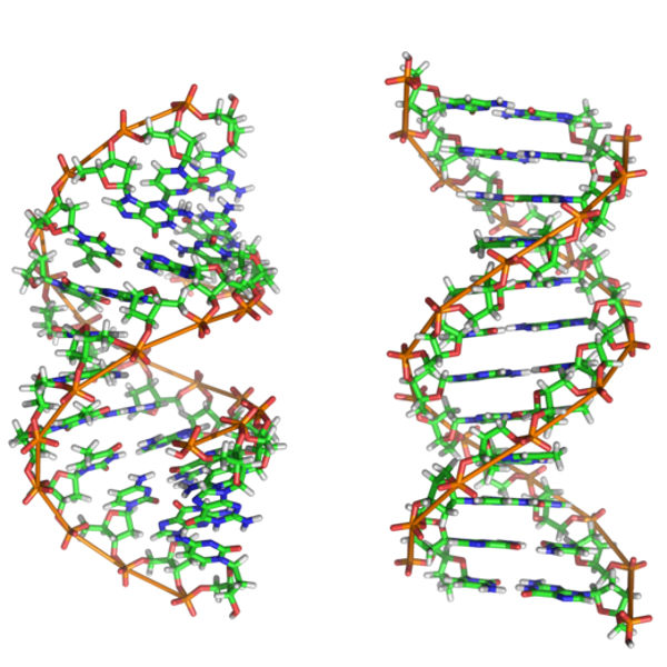 Enzymes-Can-Shepherd-DNA-Through-Nanopores-2