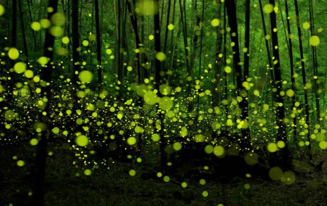 fireflies1