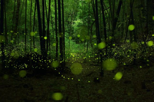 fireflies3