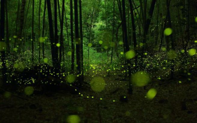 fireflies3.medium