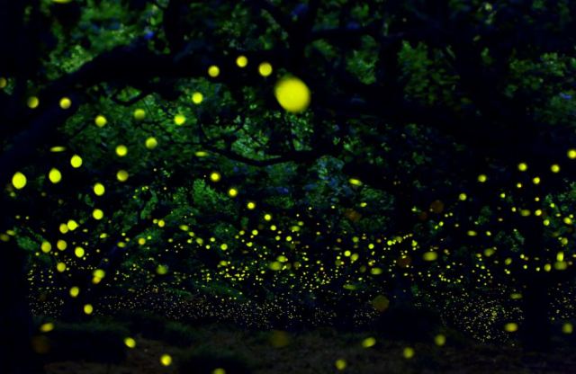 fireflies4