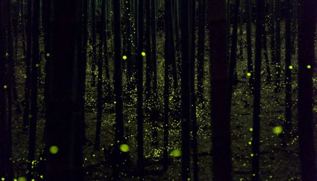 fireflies5