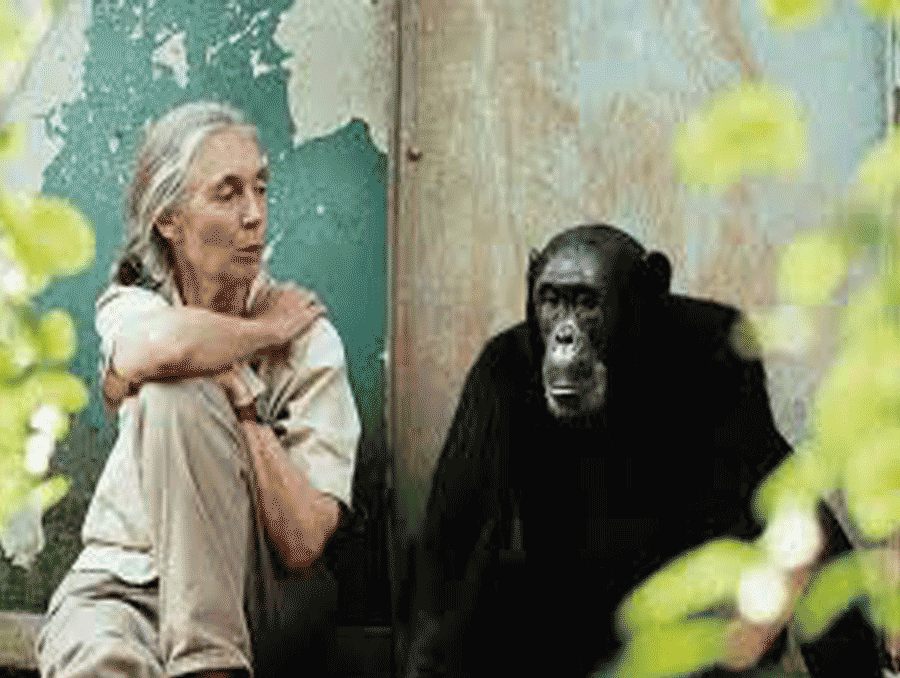 Η απίστευτη χειρονομία χιμπατζή στη γυναίκα που την έσωσε