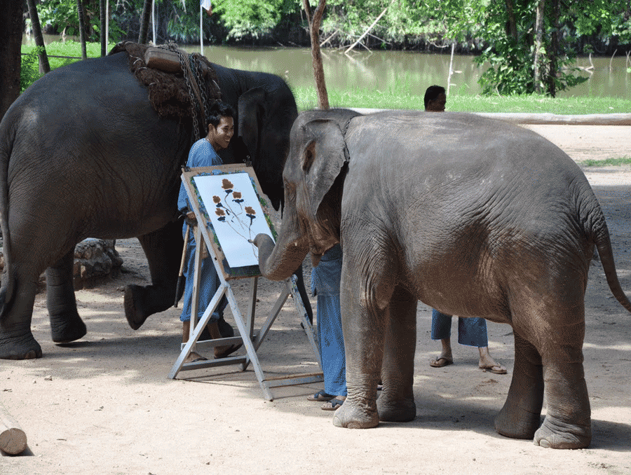 Ελέφαντας ζωγραφίζει το πορτραίτο του στην Ταιλάνδη