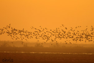 Bird Watching & Photography (τιμή για 3)