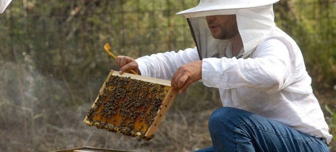 Μέλι από τον Ολυμπο, το πιο νόστιμο αντιβιοτικό του κόσμου -Eπιστήμονες ανακάλυψαν τις μυστικές ιδιότητές του