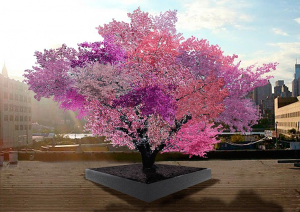 Παράξενο δέντρο παράγει 40 διαφορετικά φρούτα !