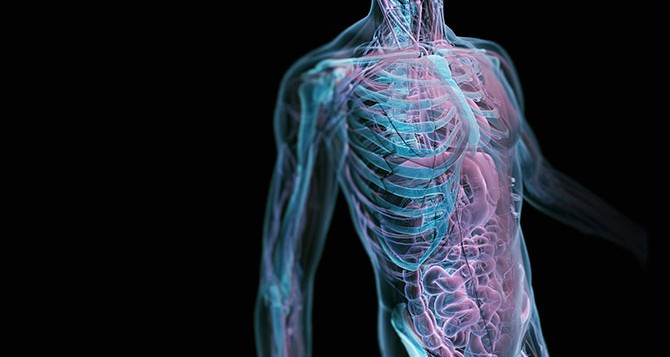 Επιστήμονες βρήκαν τρόπο να κάνουν το σώμα… διαφανές
