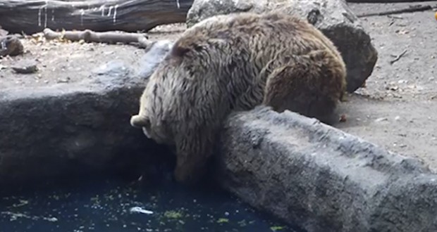 Αρκούδα σώζει κοράκι από πνιγμό σε ζωολογικό κήπο! VIDEO