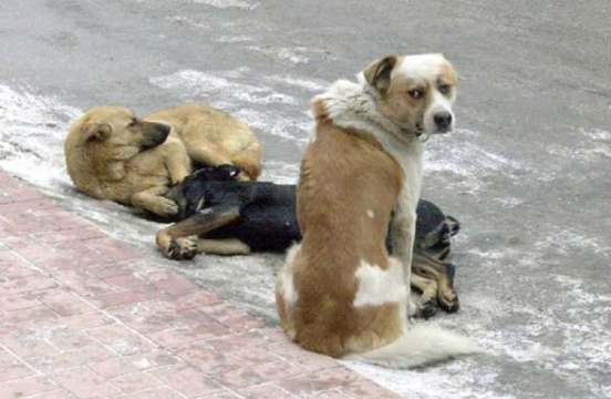 Φέτος τον χειμώνα βοήθησε τα αδέσποτα ζώα της γειτονιάς