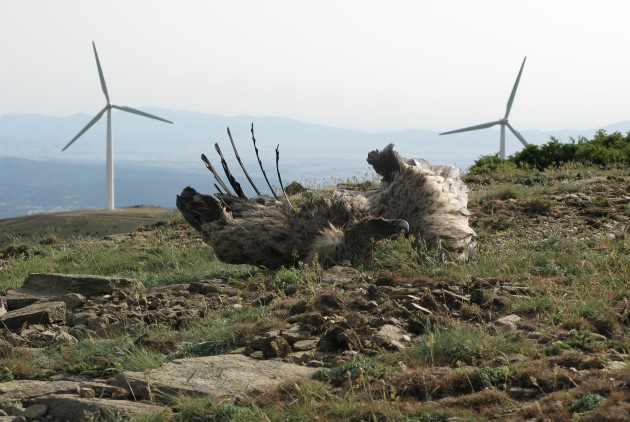 Τα πουλιά τα βρίσκει ο Χάρος στο φτερό… της ανεμογεννήτριας