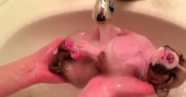 Κουτάβι παραλύει από ευτυχία στο μπάνιο Video