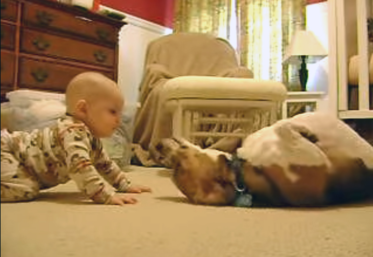 Σκύλος συναντά μωρό για πρώτη φορά (Video)