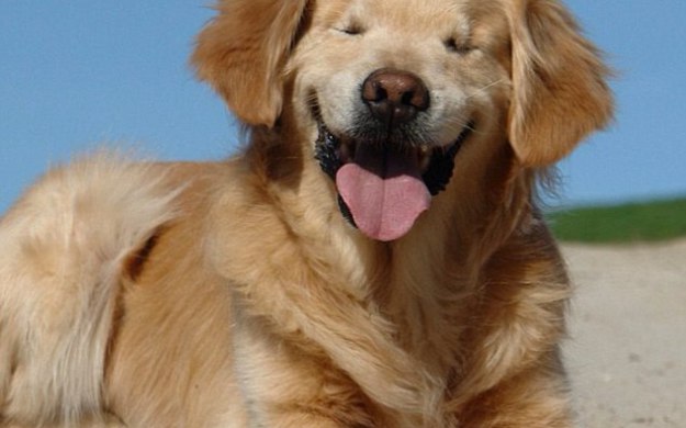 Το χαμόγελο του σκύλου