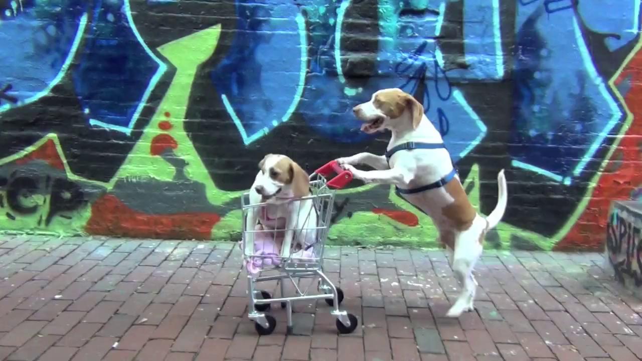 Σκύλος πάει βόλτα κουτάβι με… καροτσάκι (Video)