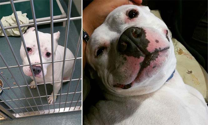 12 σκύλοι πριν και μετά την υιοθεσία