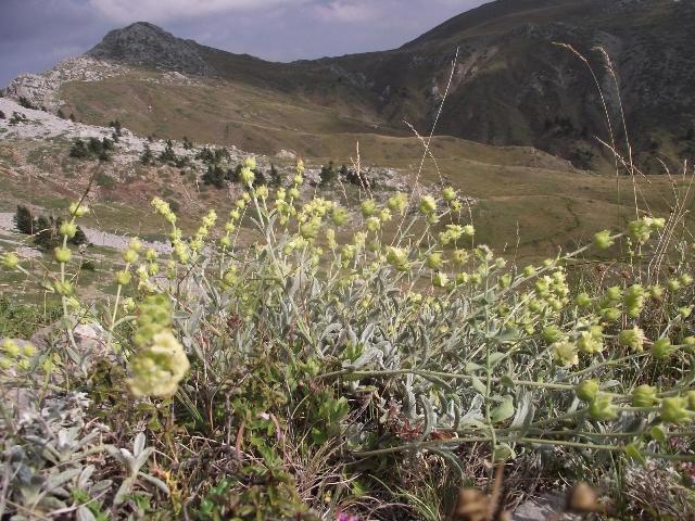 Το ελληνικό τσάι του βουνού δρα κατά του Αλτσχάιμερ